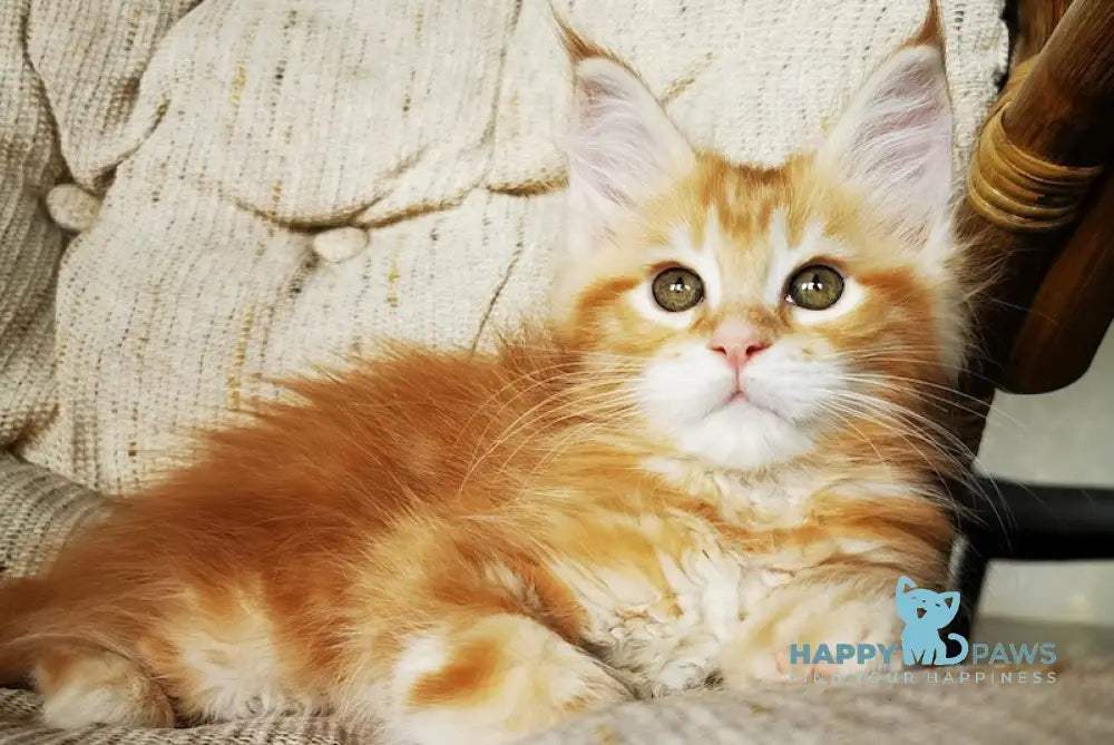 Tilda Maine Coon Female Red Tabby With White Live Animals