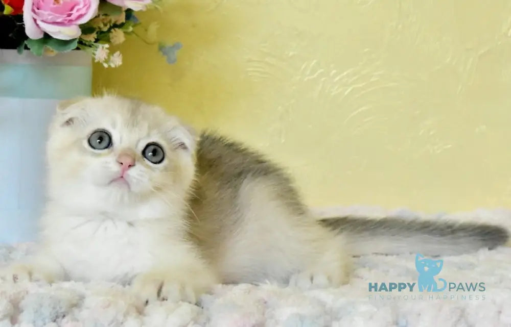 Till Scottish Fold Male Blue Golden Chinchilla Live Animals