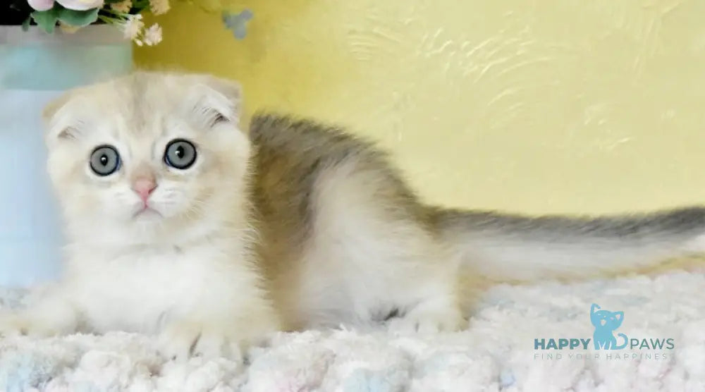 Till Scottish Fold Male Blue Golden Chinchilla Live Animals