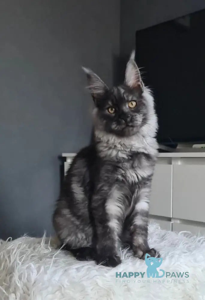 Tina Maine Coon Female Black Smoke Live Animals