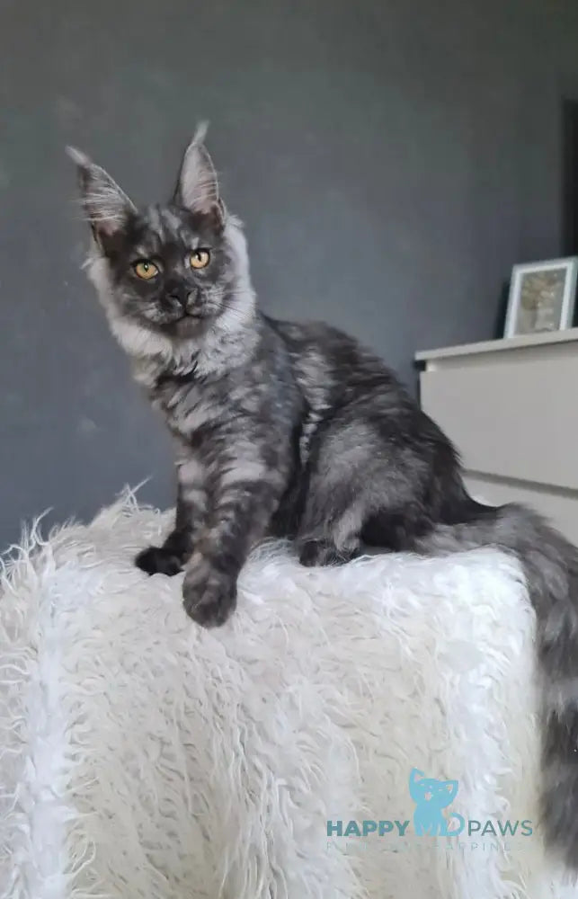 Tina Maine Coon Female Black Smoke Live Animals