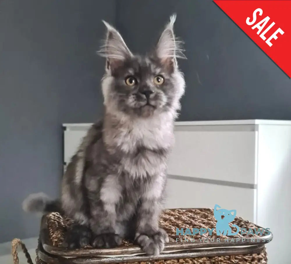 Tina Maine Coon Female Black Smoke Live Animals