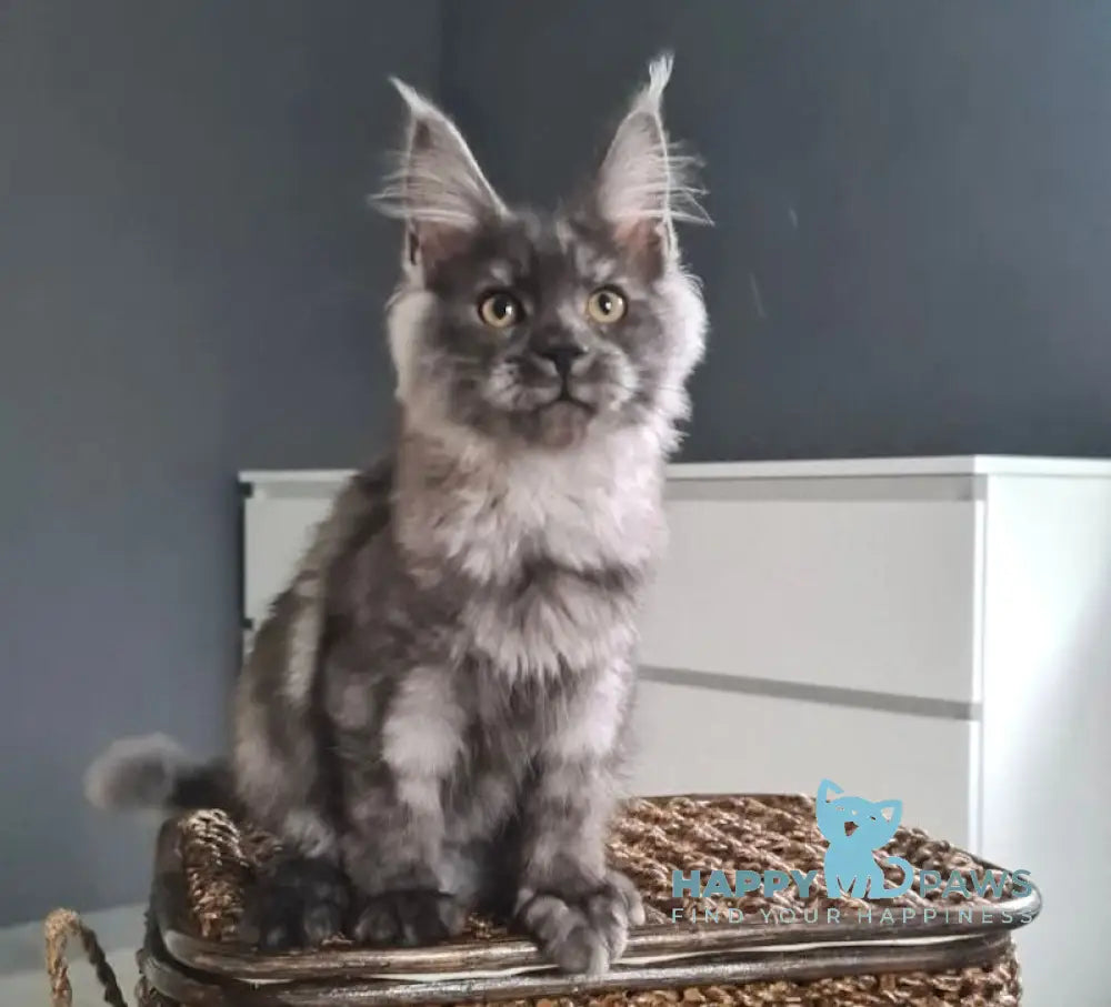 Tina Maine Coon Female Black Smoke Live Animals