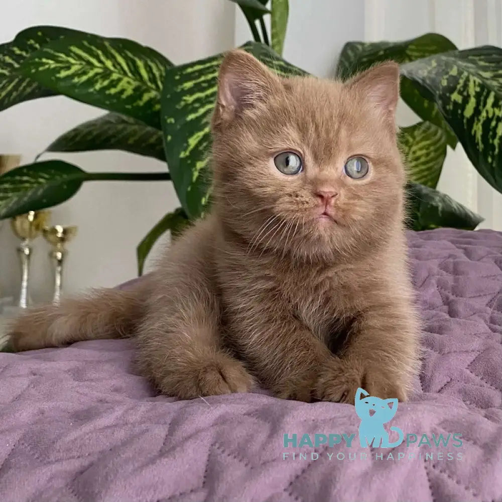 To British Shorthair Male Cinnamon Live Animals