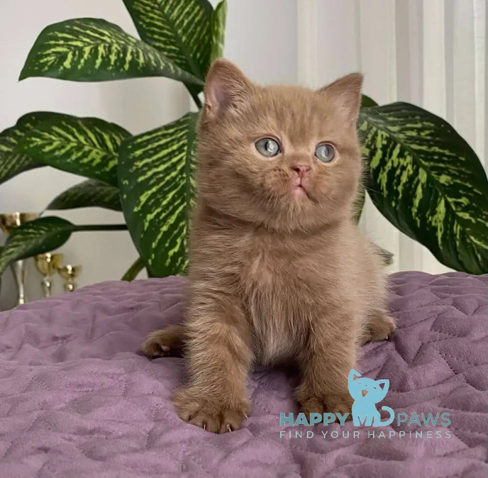 To British Shorthair Male Cinnamon Live Animals