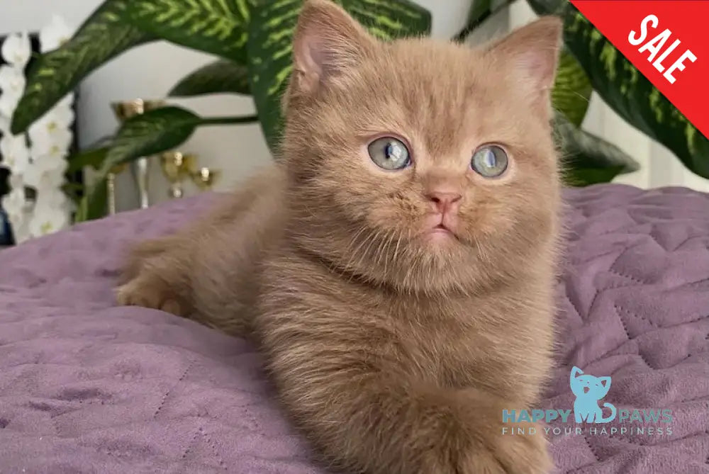 To British Shorthair Male Cinnamon Live Animals