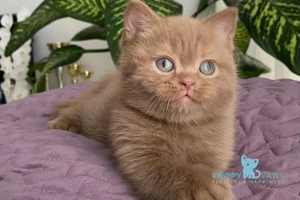 To British Shorthair Male Cinnamon Live Animals