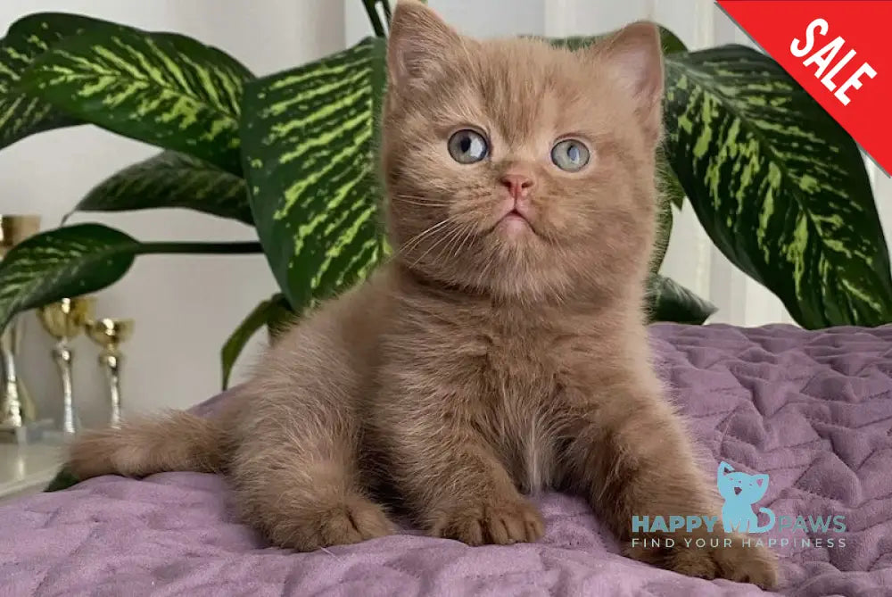 To British Shorthair Male Cinnamon Live Animals