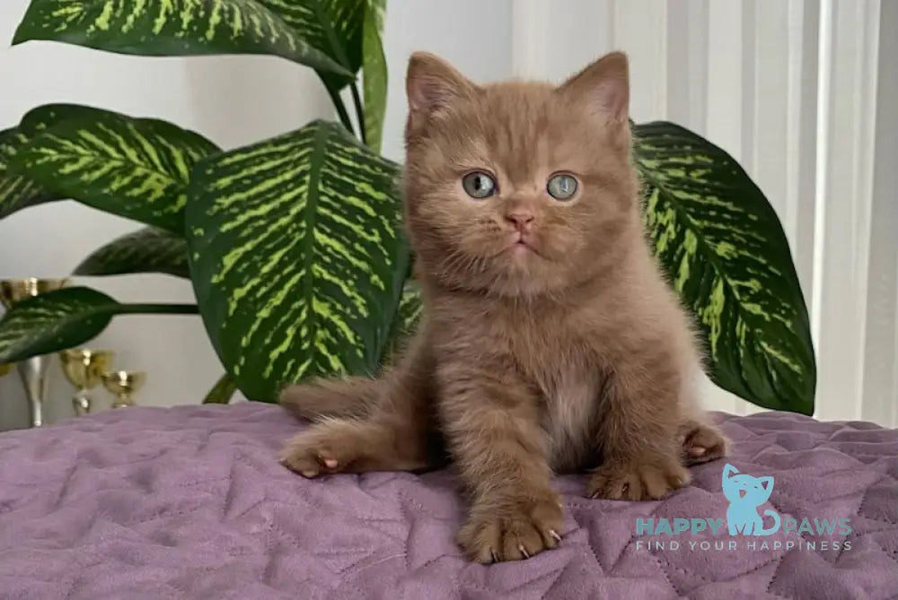 To British Shorthair Male Cinnamon Live Animals