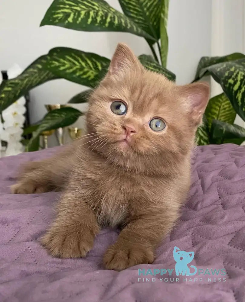 To British Shorthair Male Cinnamon Live Animals