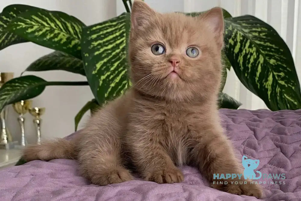 To British Shorthair Male Cinnamon Live Animals