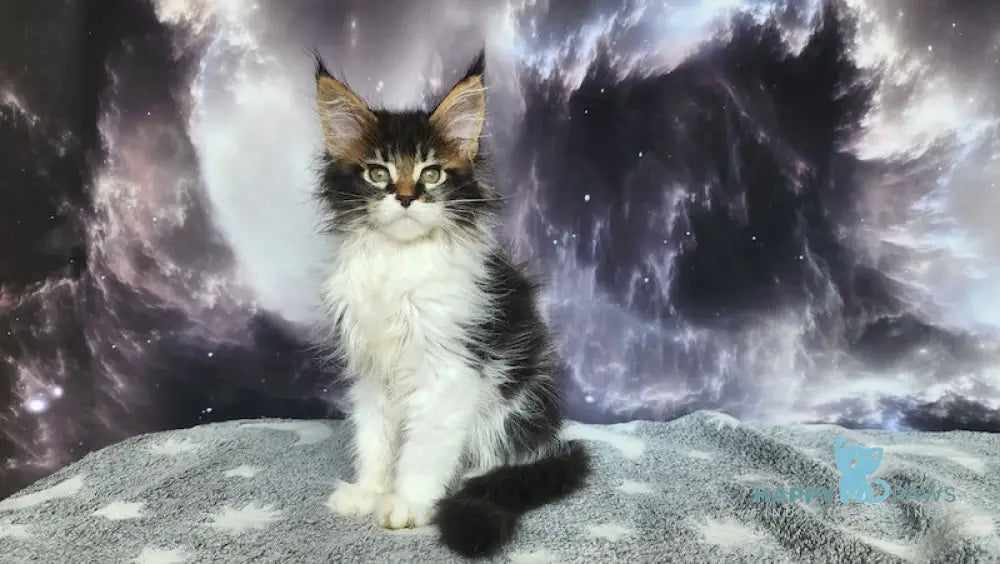 Tokarev Maine Coon Male Black Ticked Tabby Bicolour Live Animals