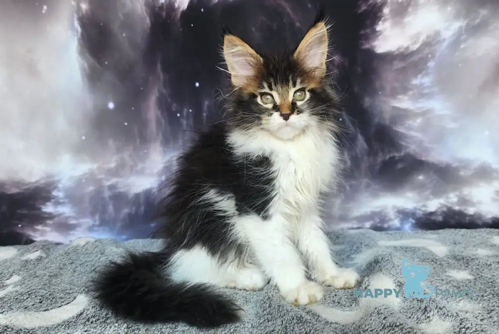 Tokarev Maine Coon Male Black Ticked Tabby Bicolour Live Animals