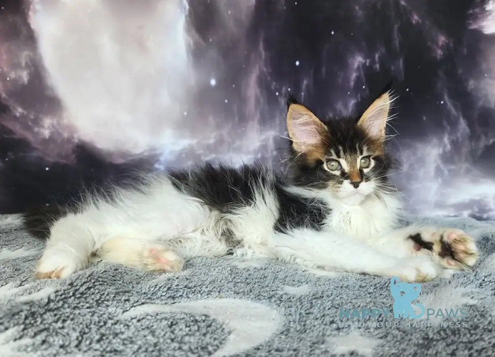 Tokarev Maine Coon Male Black Ticked Tabby Bicolour Live Animals