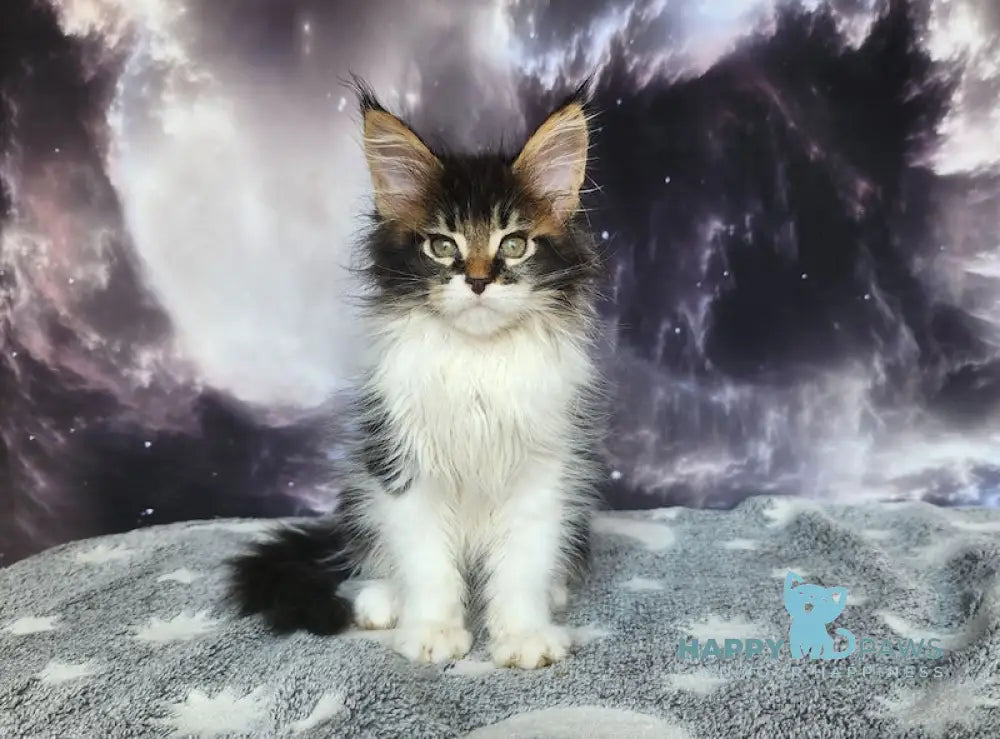 Tokarev Maine Coon Male Black Ticked Tabby Bicolour Live Animals