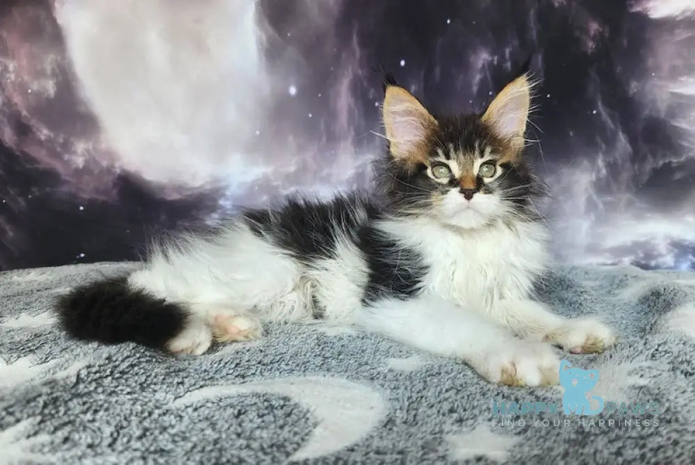 Tokarev Maine Coon Male Black Ticked Tabby Bicolour Live Animals