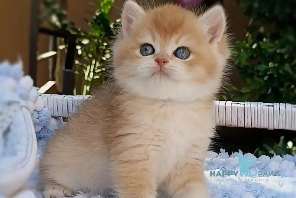 Tony British Shorthair Male Black Golden Chinchilla Live Animals