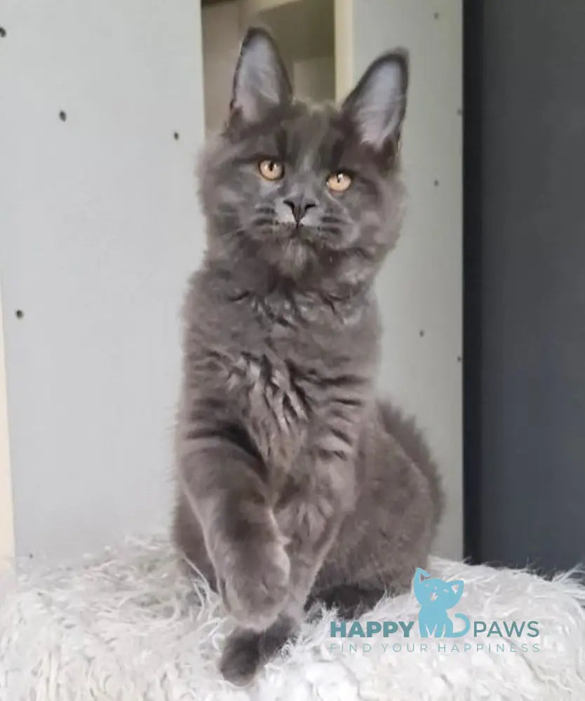 Topaz Maine Coon Male Blue Live Animals