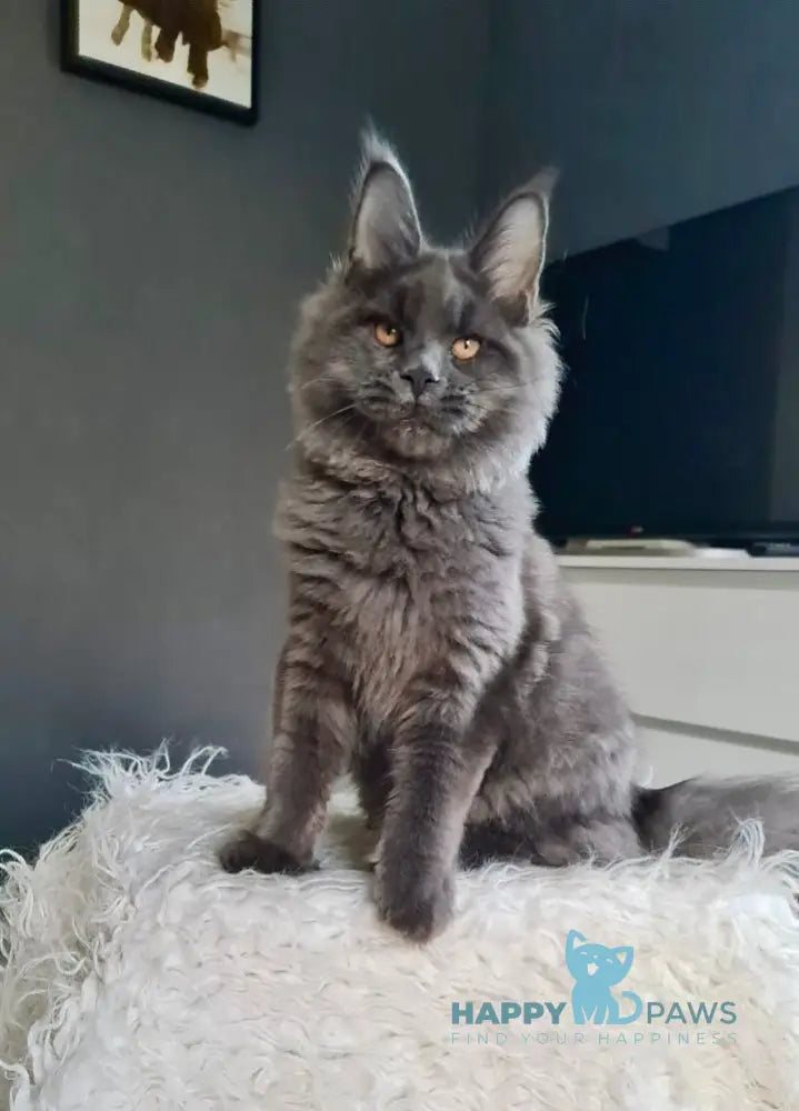 Topaz Maine Coon Male Blue Live Animals