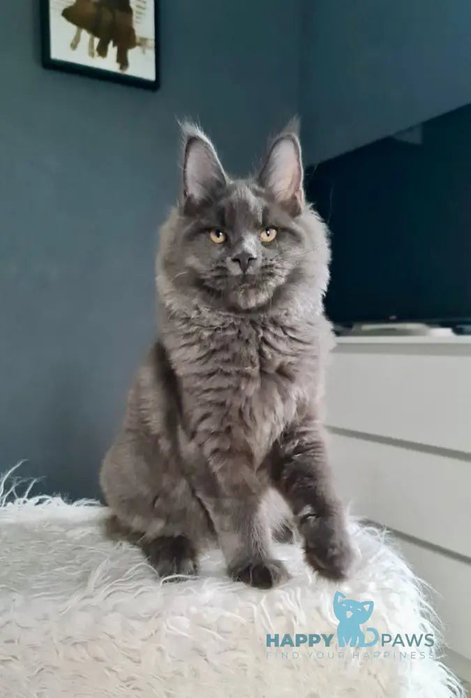 Topaz Maine Coon Male Blue Live Animals