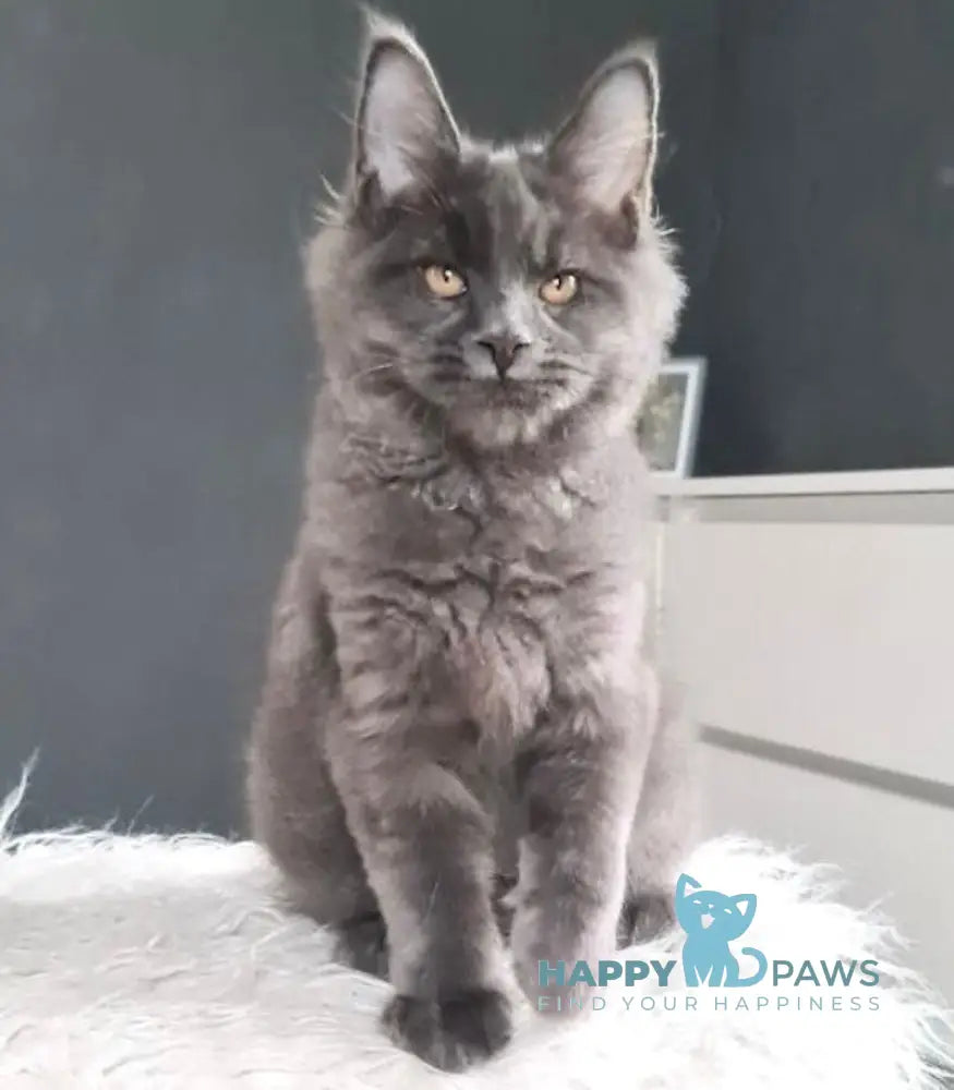 Topaz Maine Coon Male Blue Live Animals