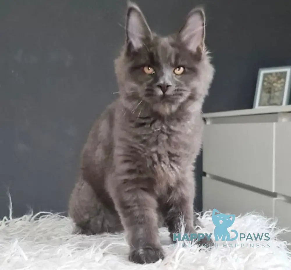 Topaz Maine Coon Male Blue Live Animals