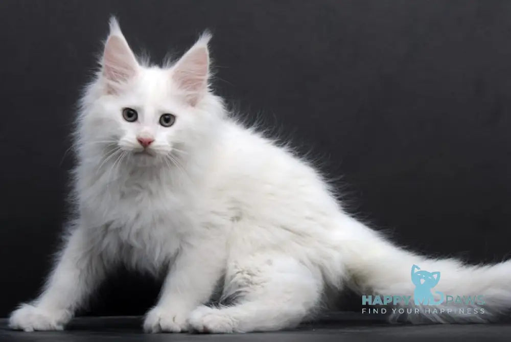 Topol Maine Coon Male White Live Animals