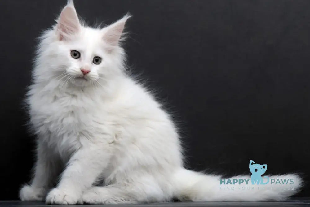 Topol Maine Coon Male White Live Animals