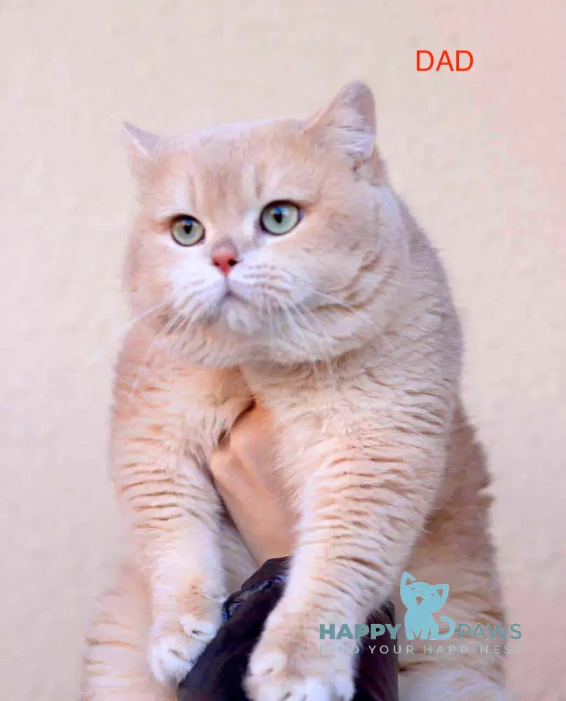 Tory British Shorthair Male Lilac Golden Chinchilla Live Animals