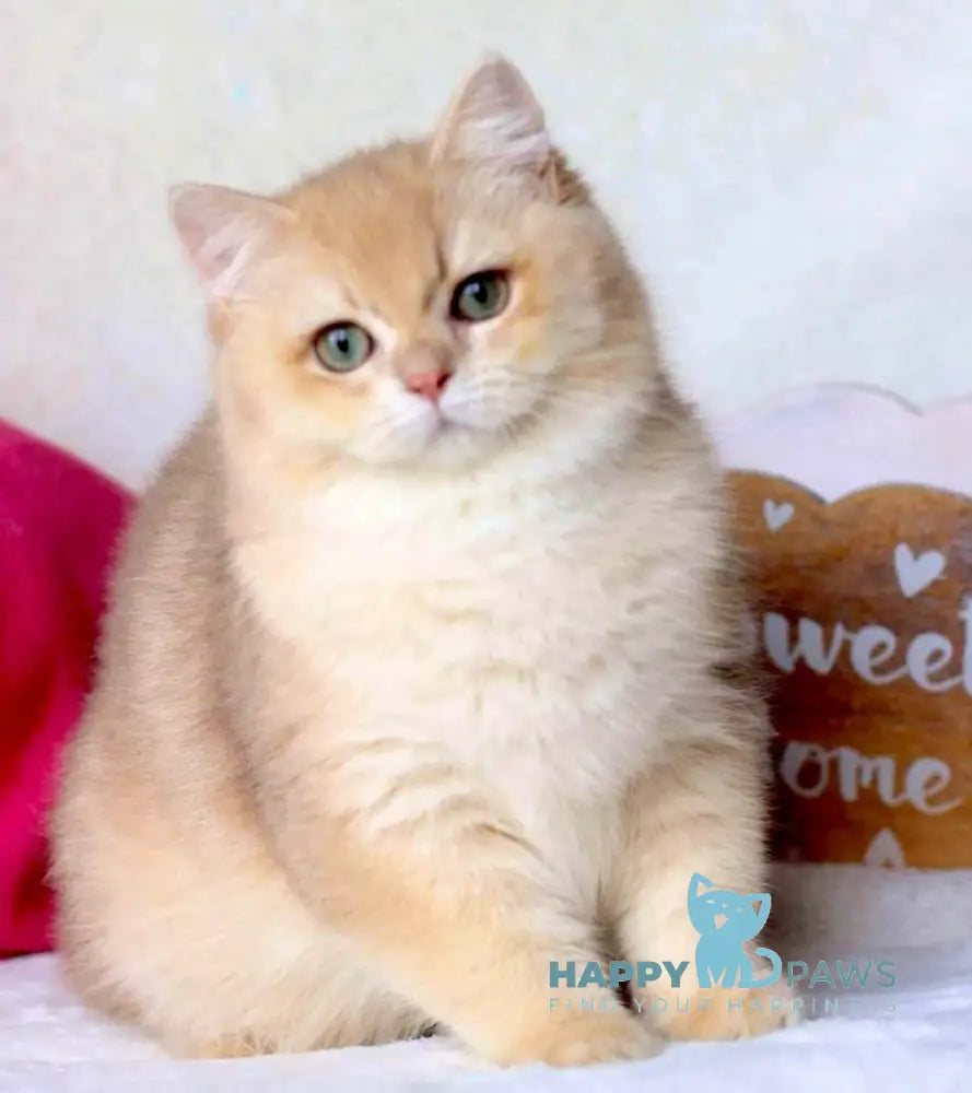 Tory British Shorthair Male Lilac Golden Chinchilla Live Animals