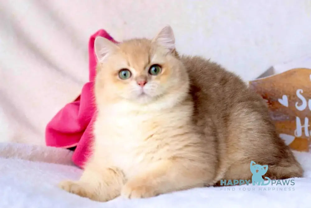 Tory British Shorthair Male Lilac Golden Chinchilla Live Animals