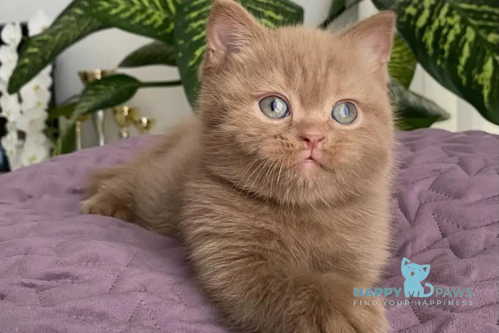 Toy British Shorthair Male Cinnamon Live Animals