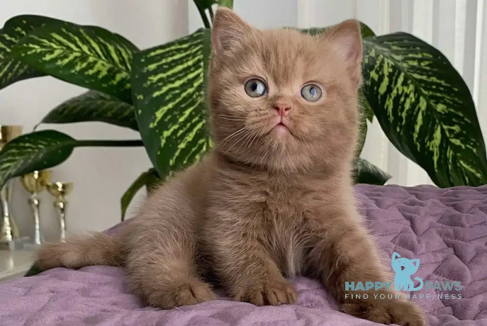 Toy British Shorthair Male Cinnamon Live Animals