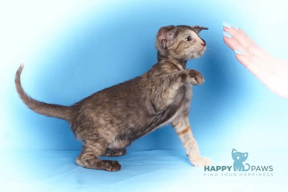 Treasure Oriental Shorthair Female Chocolate Tortie Live Animals