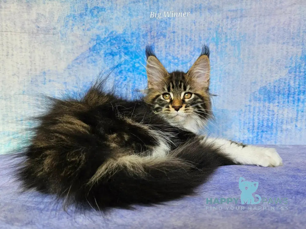 Treshchov Maine Coon Male Black Tabby Bicolour Live Animals