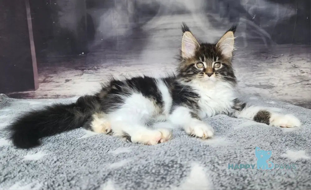 Treshchov Maine Coon Male Black Tabby Bicolour Live Animals