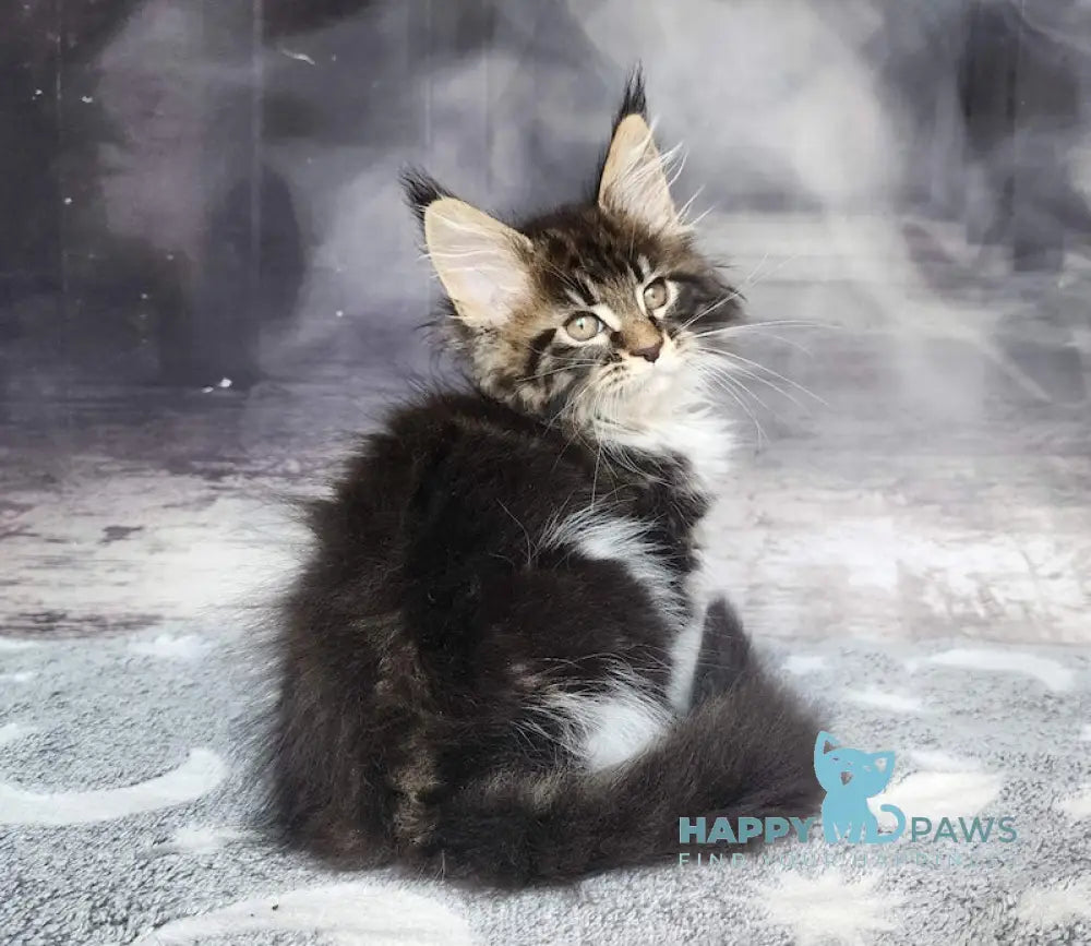 Treshchov Maine Coon Male Black Tabby Bicolour Live Animals