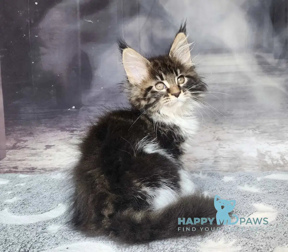 Treshchov Maine Coon Male Black Tabby Bicolour Live Animals