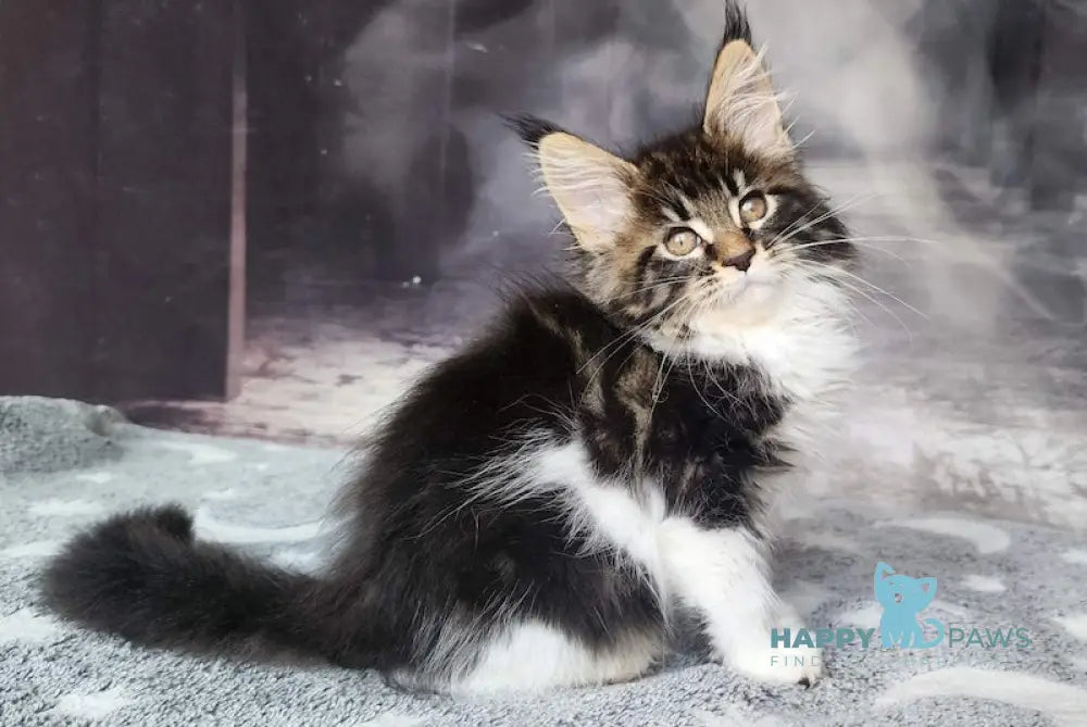 Treshchov Maine Coon Male Black Tabby Bicolour Live Animals