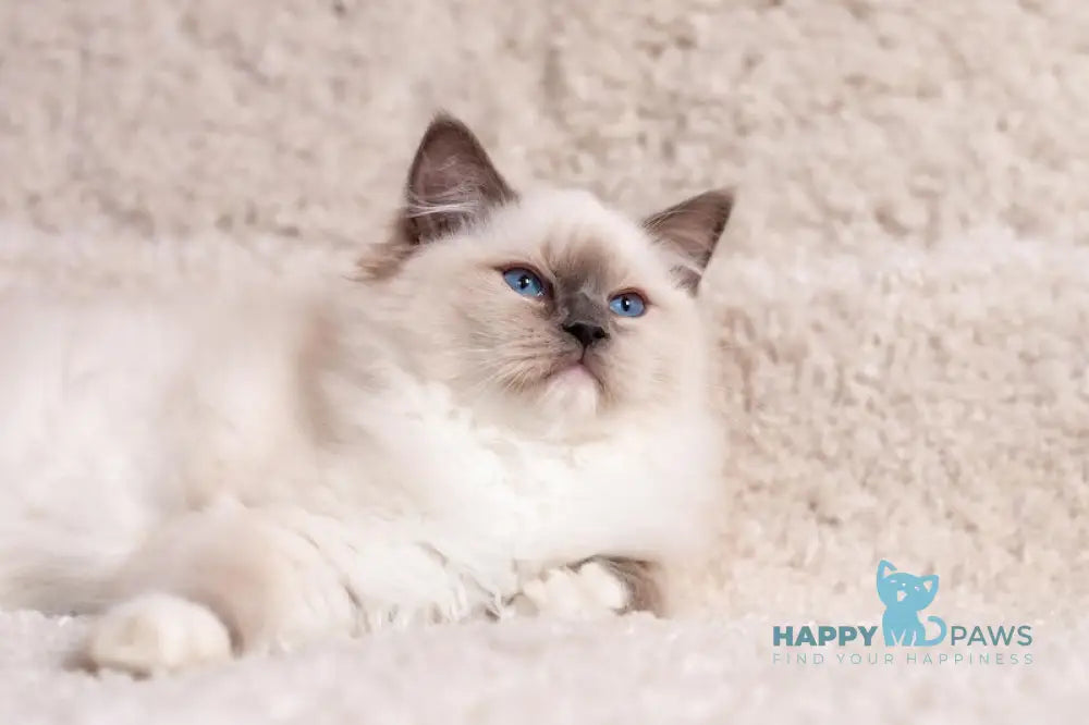 Тreysi Ragdoll Female Blue Mitted Live Animals