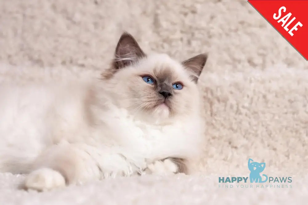 Тreysi Ragdoll Female Blue Mitted Live Animals