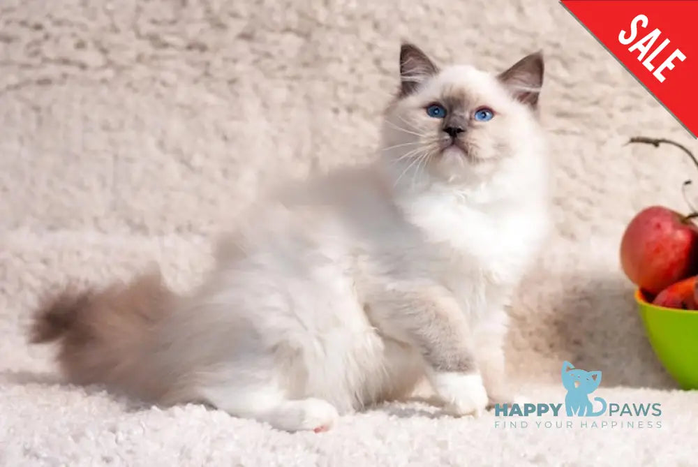 Тreysi Ragdoll Female Blue Mitted Live Animals