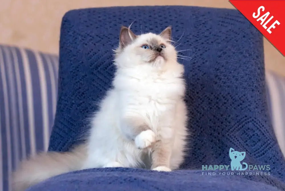 Тreysi Ragdoll Female Blue Mitted Live Animals