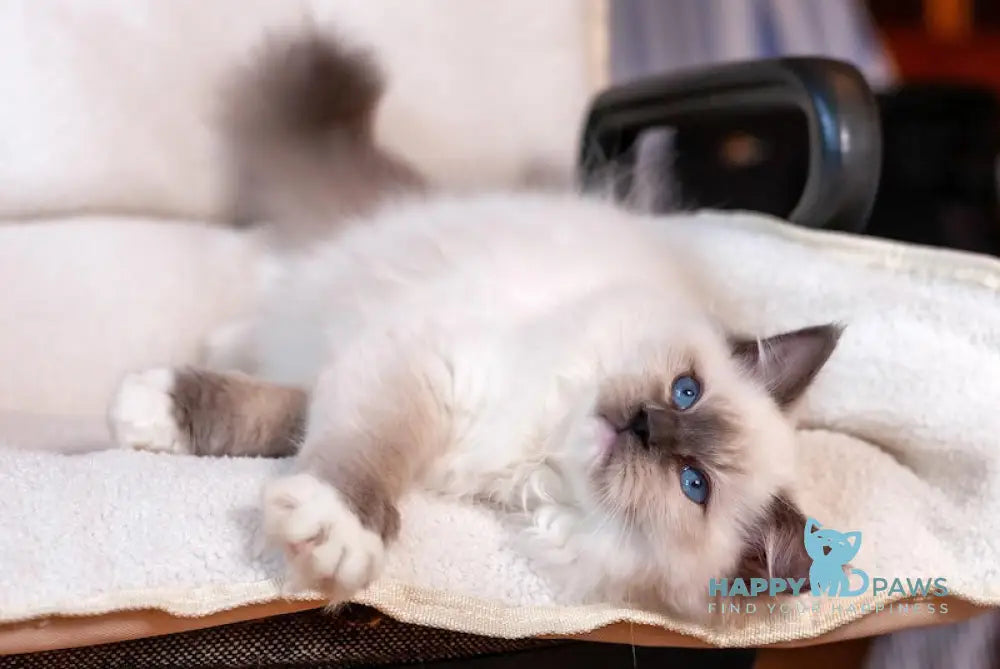 Тreysi Ragdoll Female Blue Mitted Live Animals