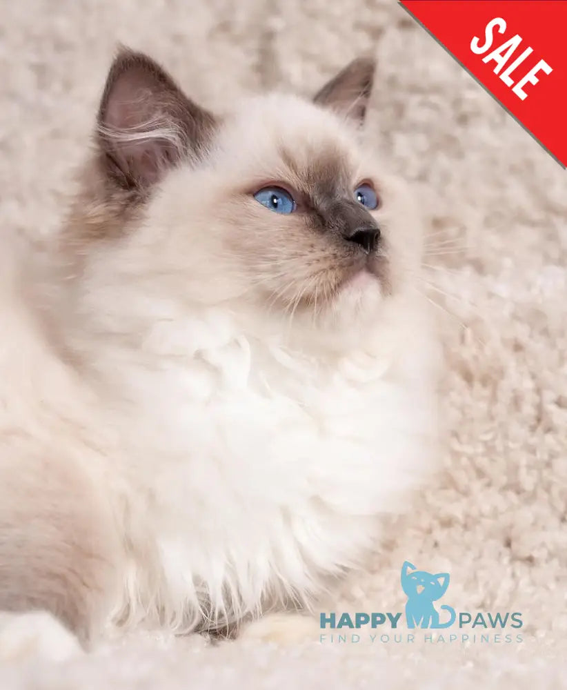 Тreysi Ragdoll Female Blue Mitted Live Animals