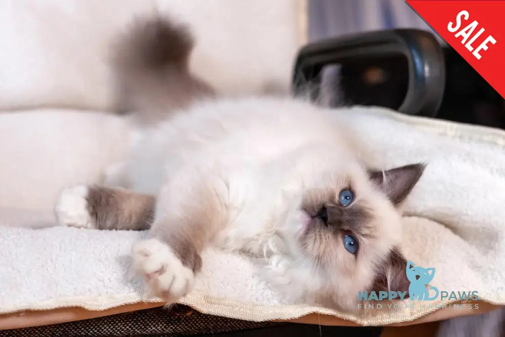 Тreysi Ragdoll Female Blue Mitted Live Animals