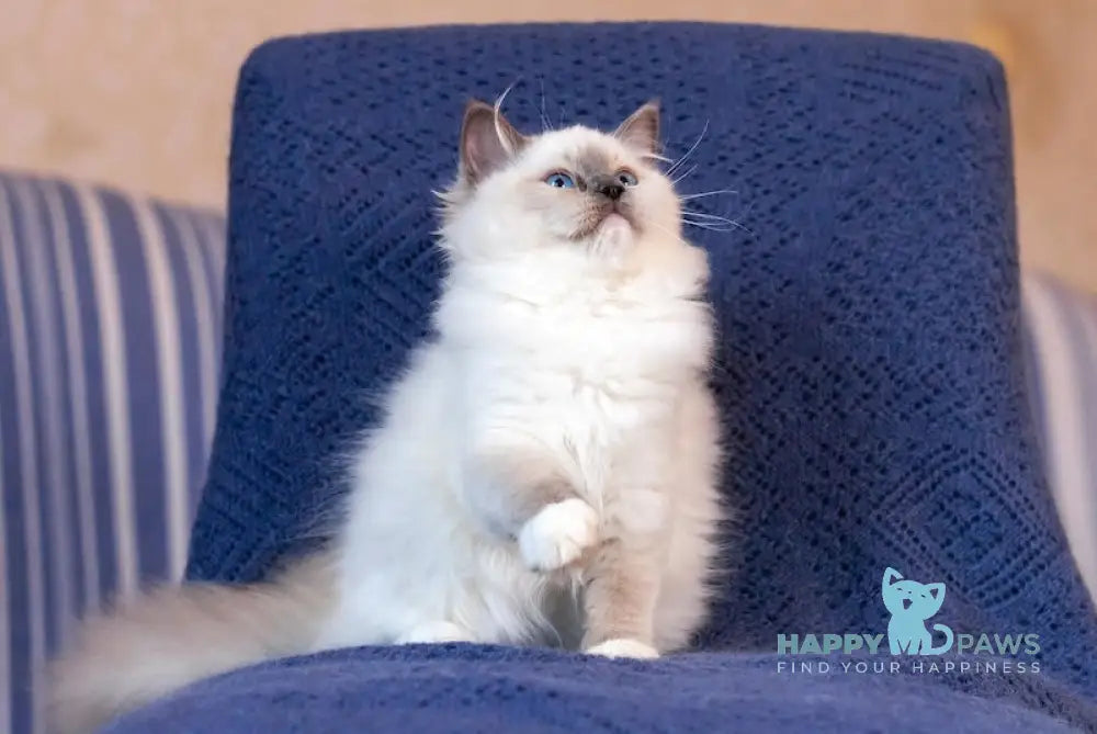 Тreysi Ragdoll Female Blue Mitted Live Animals