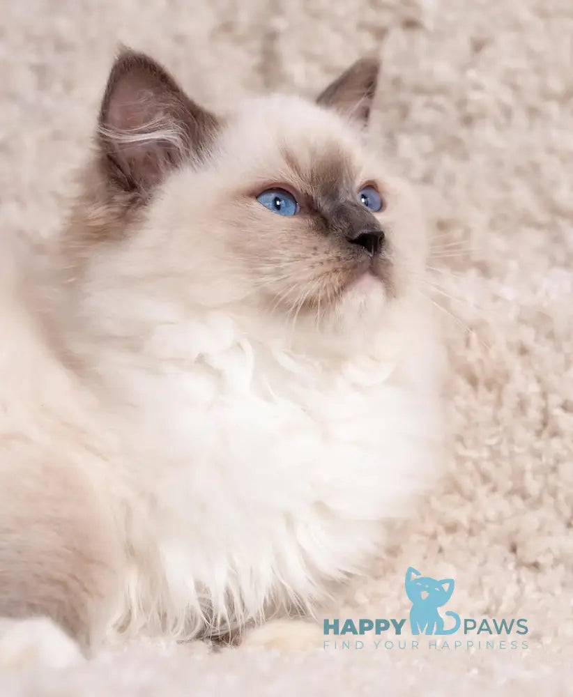 Тreysi Ragdoll Female Blue Mitted Live Animals