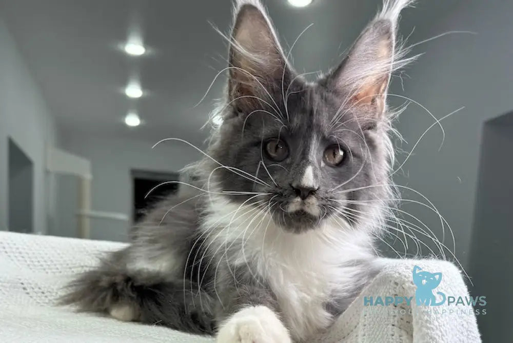 Twista Maine Coon Female Blue Bicolour Live Animals