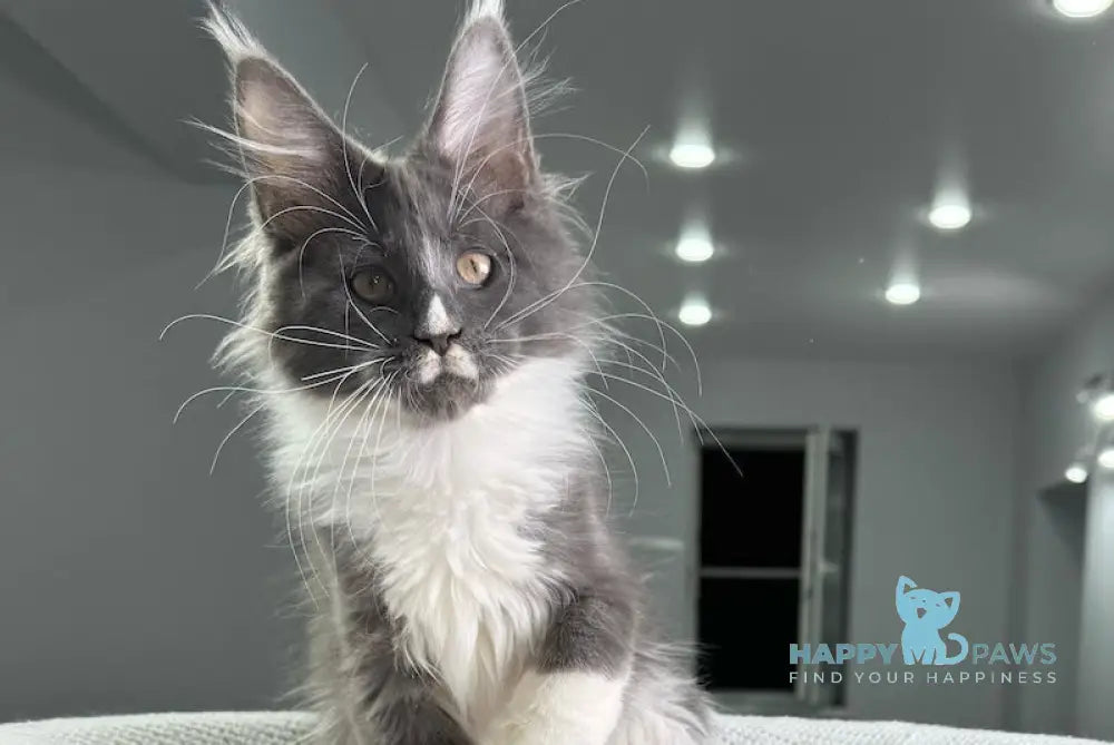 Twista Maine Coon Female Blue Bicolour Live Animals